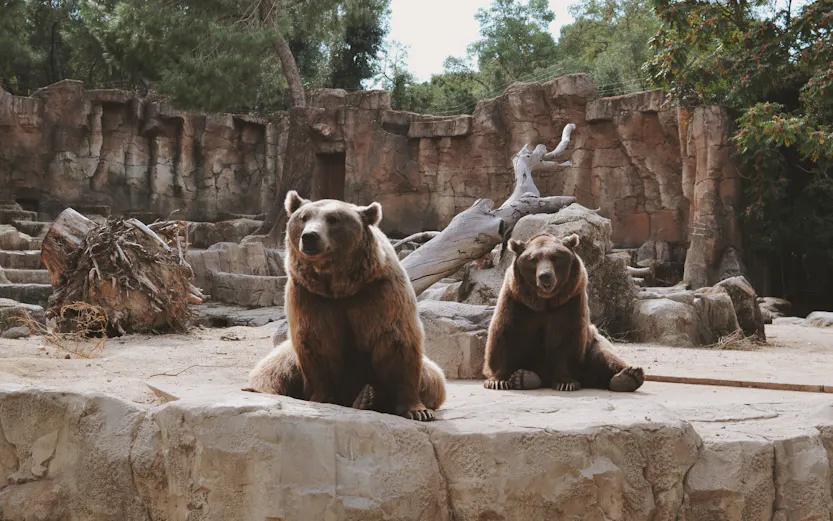 Two brown bears sitting on rocks at Zoo Koki enclosure.