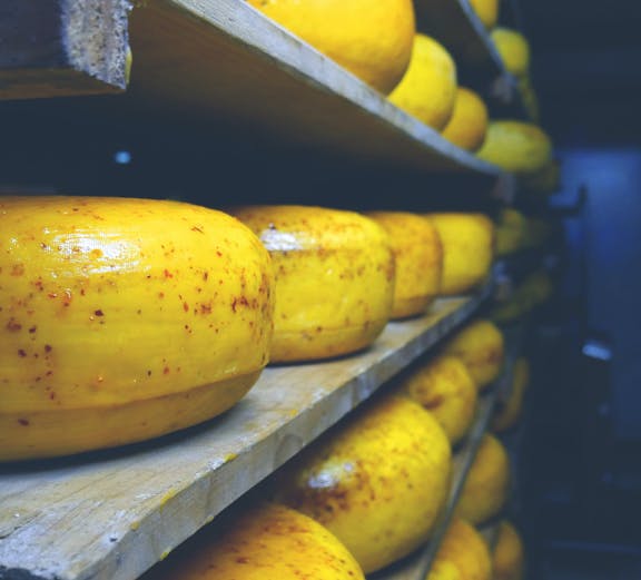 Cheese wheels aging on shelves at Zaanse Schans, Netherlands.