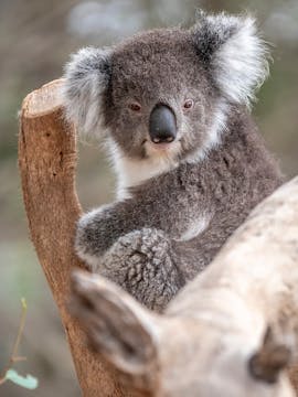 Werribee Zoo Tickets
