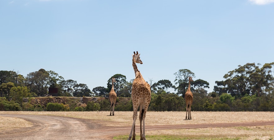 Werribee Dierentuin Kaartjes