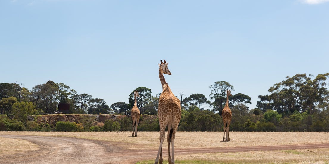 Werribee Zoo Tickets