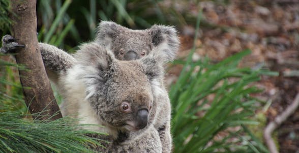 Featherdale Wildlife Park Tickets