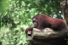 Best Things to do in Singapore - Singapore Zoo - 3