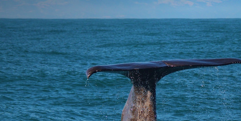 Kaikoura – odkryj najlepsze atrakcje