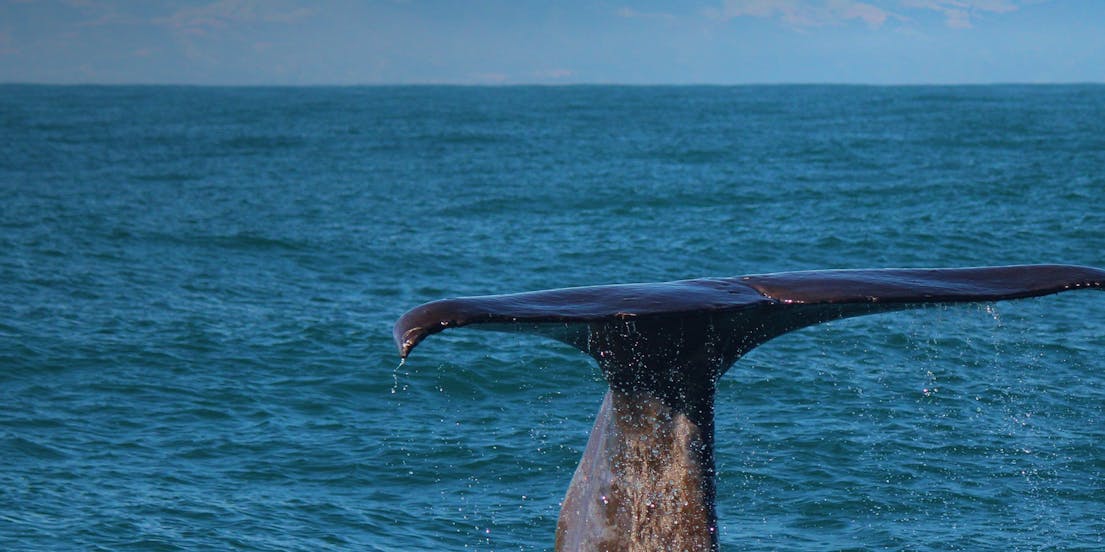 Kaikoura gezisinde yapılacak en iyi aktiviteleri keşfedin