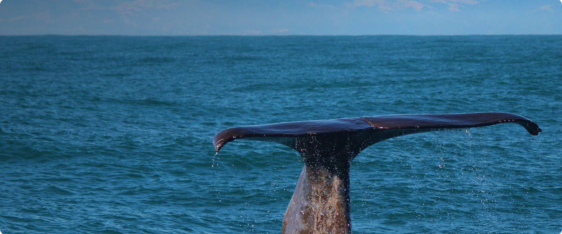 Whale tail emerging from ocean water.