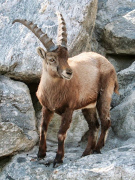 Alpine ibex standing on rocky terrain at Alpine Zoo Innsbruck.