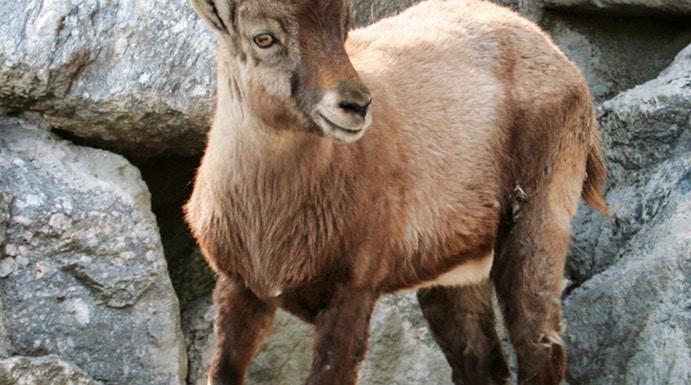 Alpine ibex standing on rocky terrain at Alpine Zoo Innsbruck.