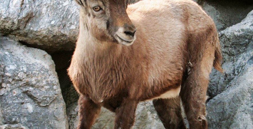 Entradas Zoo de los Alpes de Innsbruck