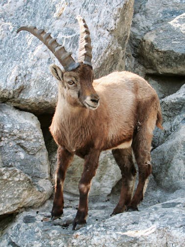 Alpine Zoo Innsbruck Tickets