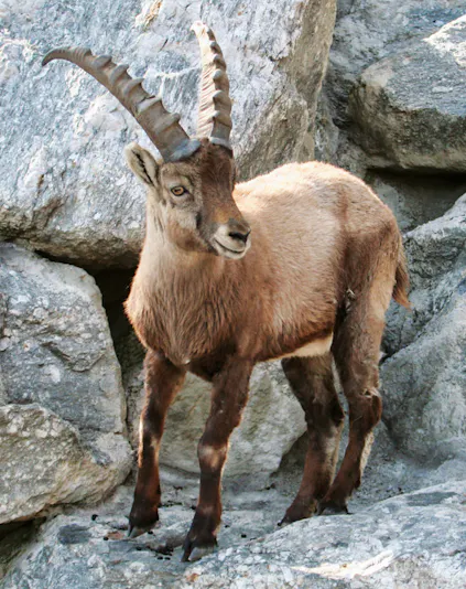 Alpine ibex standing on rocky terrain at Alpine Zoo Innsbruck.