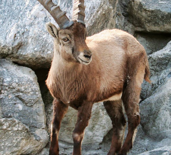 Alpine ibex standing on rocky terrain at Alpine Zoo Innsbruck.