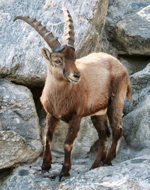 Alpine ibex standing on rocky terrain at Alpine Zoo Innsbruck.