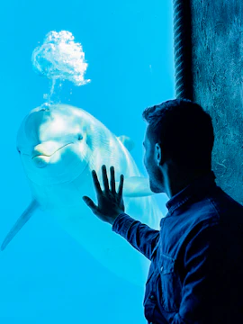 Man interacting with dolphin through glass at Mundomar.