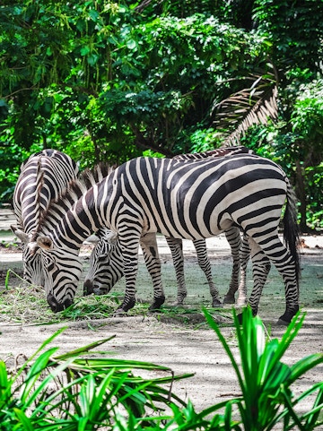 Zebras grazing at Mandai Wildlife Reserve, surrounded by lush greenery.