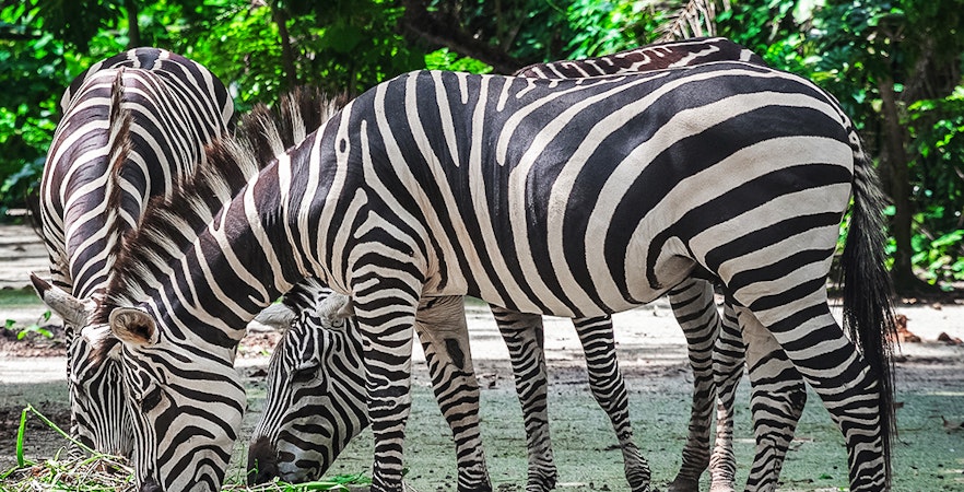 Reserva de fauna salvaje de Mandai