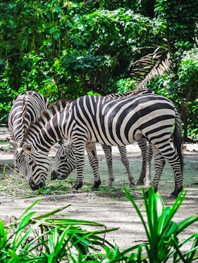 Zebras grazing at Mandai Wildlife Reserve, surrounded by lush greenery.