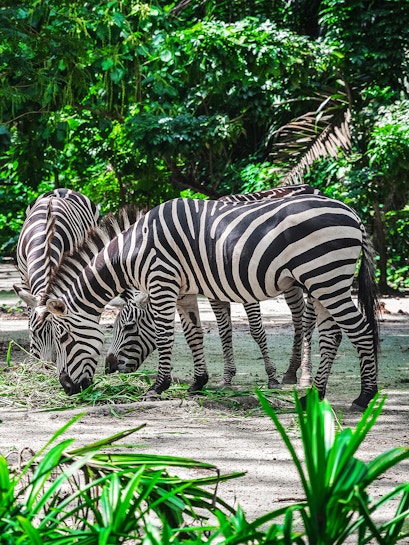 Zebras grazing at Mandai Wildlife Reserve, surrounded by lush greenery.