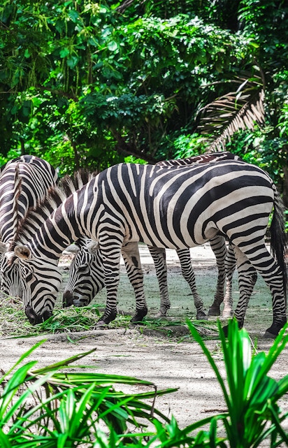 Zebras grazing at Mandai Wildlife Reserve, surrounded by lush greenery.