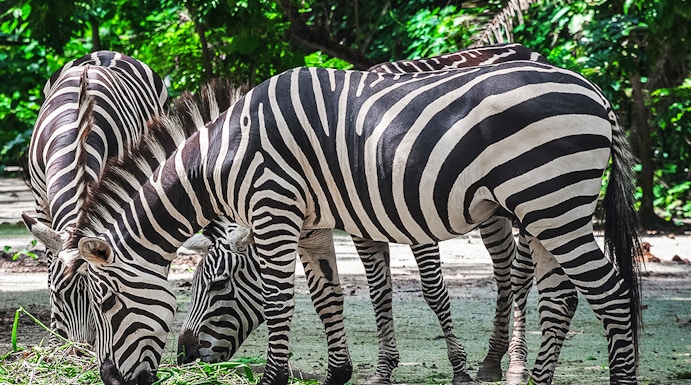 Zebras grazing at Mandai Wildlife Reserve, surrounded by lush greenery.