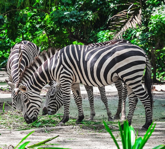 Zebras grazing at Mandai Wildlife Reserve, surrounded by lush greenery.