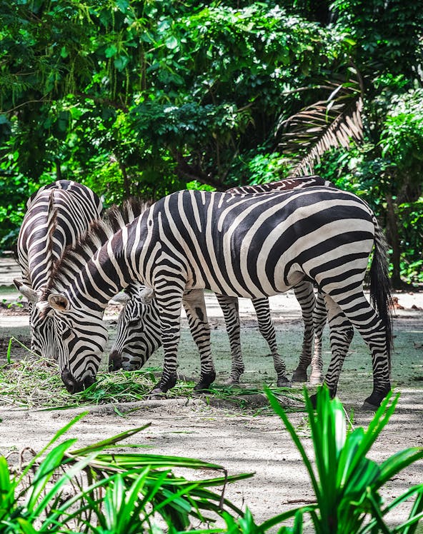 Zebras grazing at Mandai Wildlife Reserve, surrounded by lush greenery.