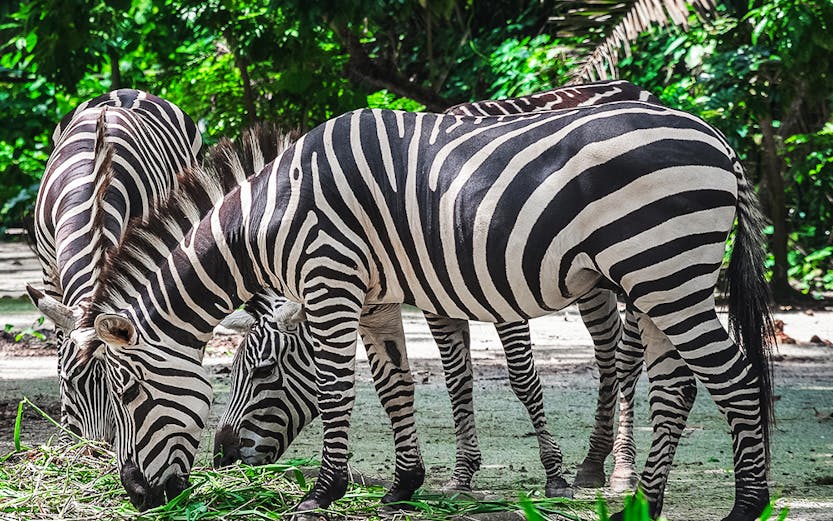Zebras grazing at Mandai Wildlife Reserve, surrounded by lush greenery.