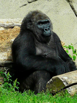 Gorilla sitting near logs at Budapest Zoo.