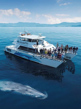 Whale near tour boat in Auckland waters with passengers watching.