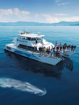 Whale near tour boat in Auckland waters with passengers watching.