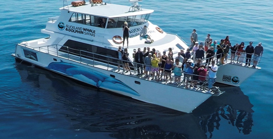 Crociera safari con balene e delfini