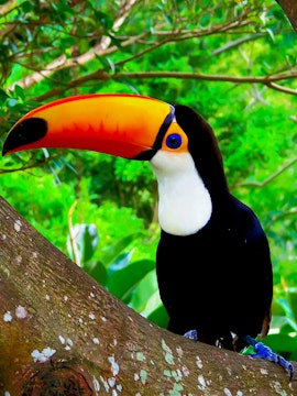 Toucan perched on a tree branch at Okinawa Neo Park.