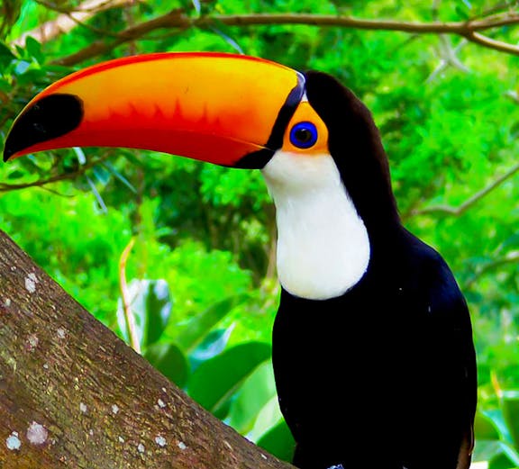 Toucan perched on a tree branch at Okinawa Neo Park.