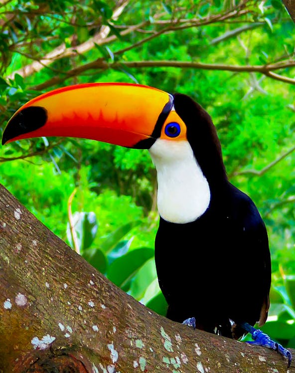 Toucan perched on a tree branch at Okinawa Neo Park.