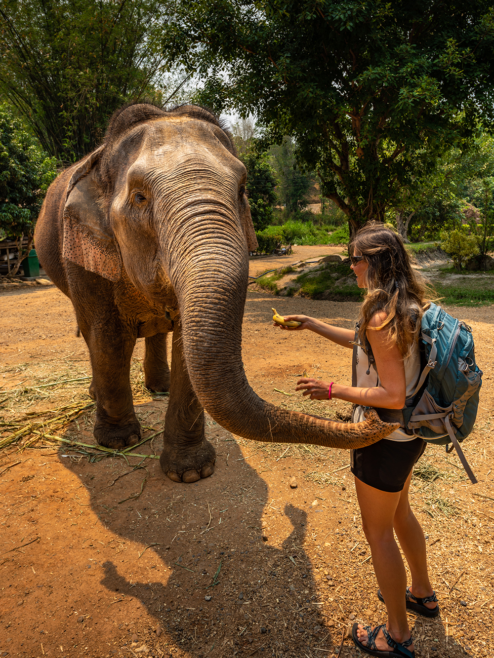 Elephant Sanctuary Wildlife Interaction
