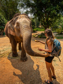 Visitor feeding an elephant at a sanctuary, engaging in wildlife interaction.
