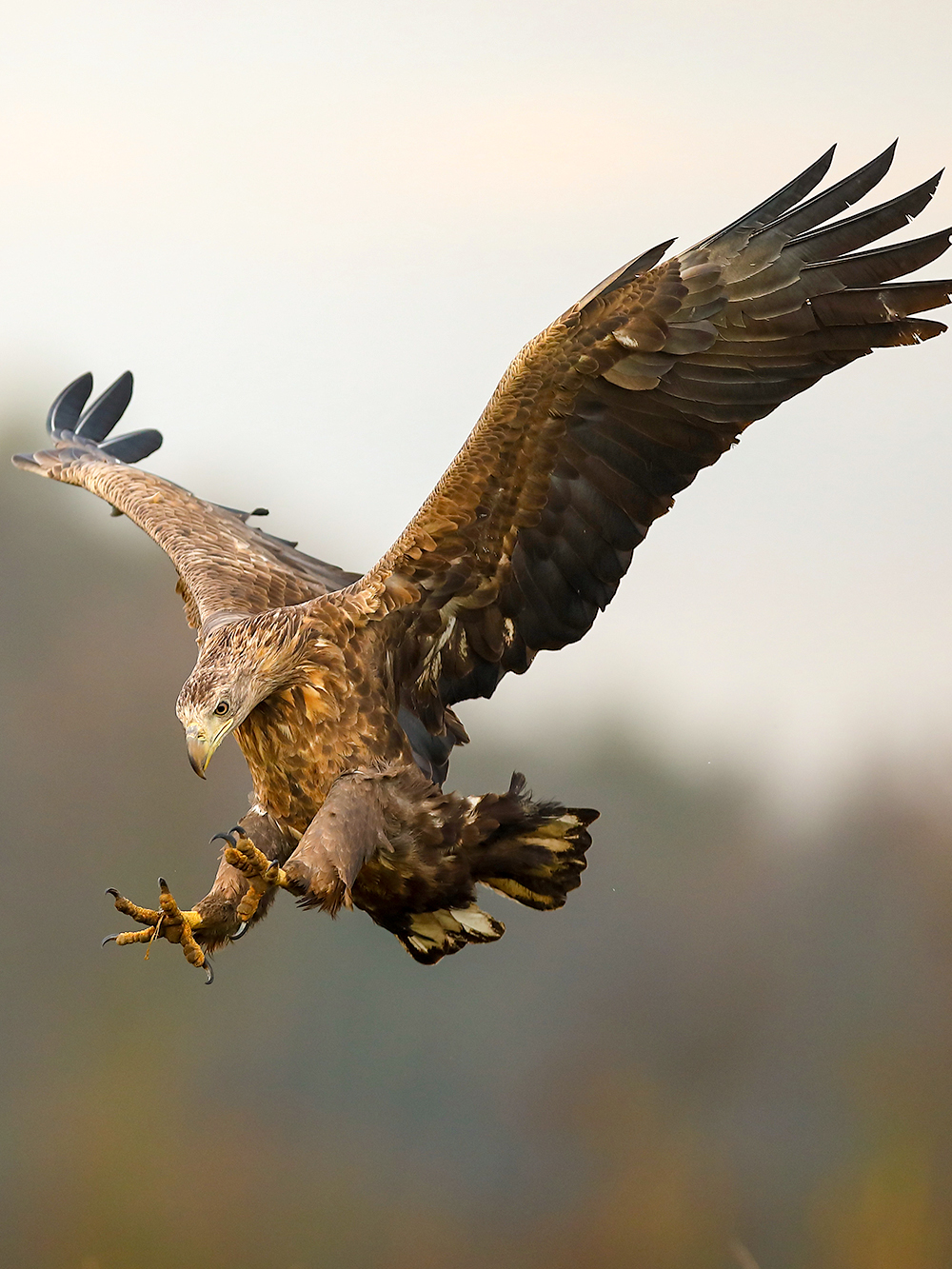 jungle park tenerife tickets