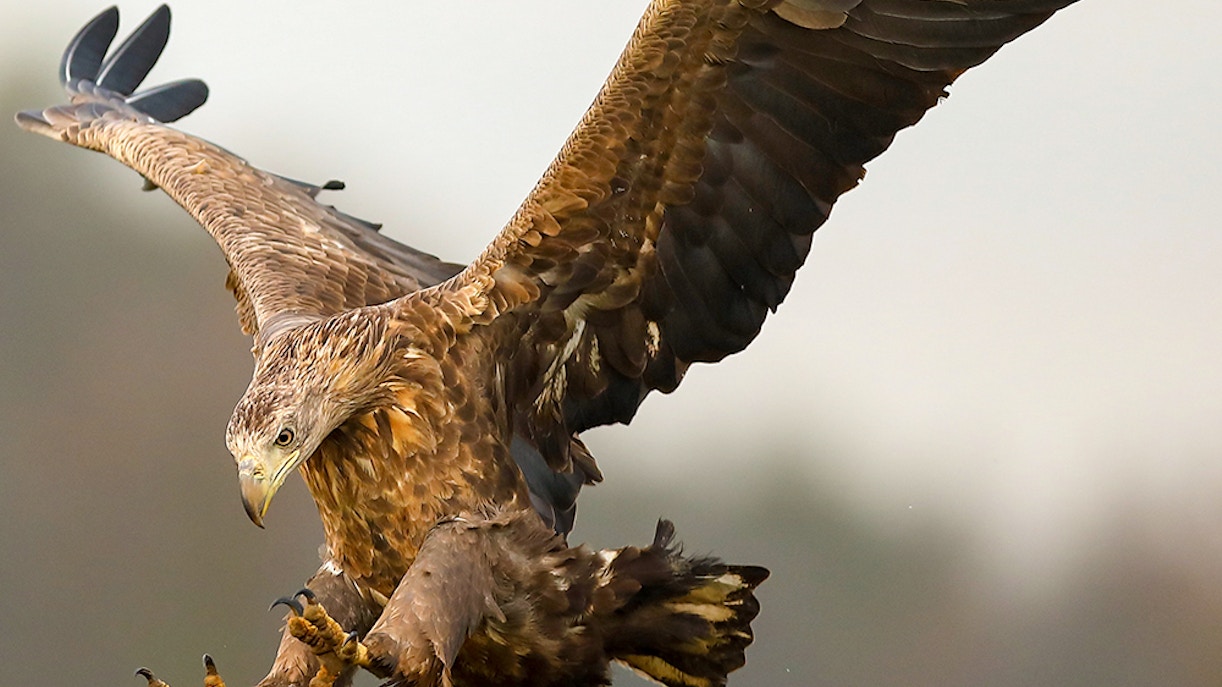 jungle park tenerife tickets