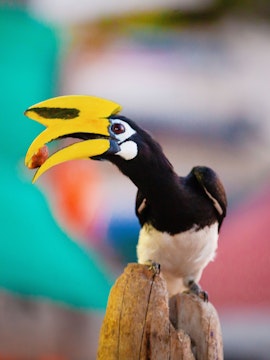 Hornbill perched on a branch at Penang Bird Park.