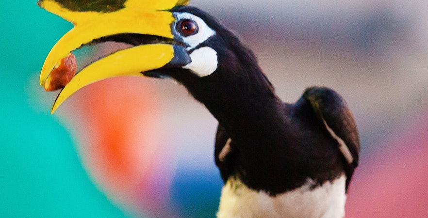 Penang Bird Park Tickets