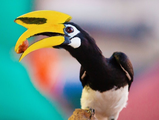 Hornbill perched on a branch at Penang Bird Park.