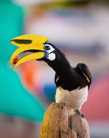 Hornbill perched on a branch at Penang Bird Park.