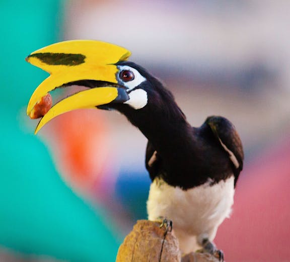 Hornbill perched on a branch at Penang Bird Park.