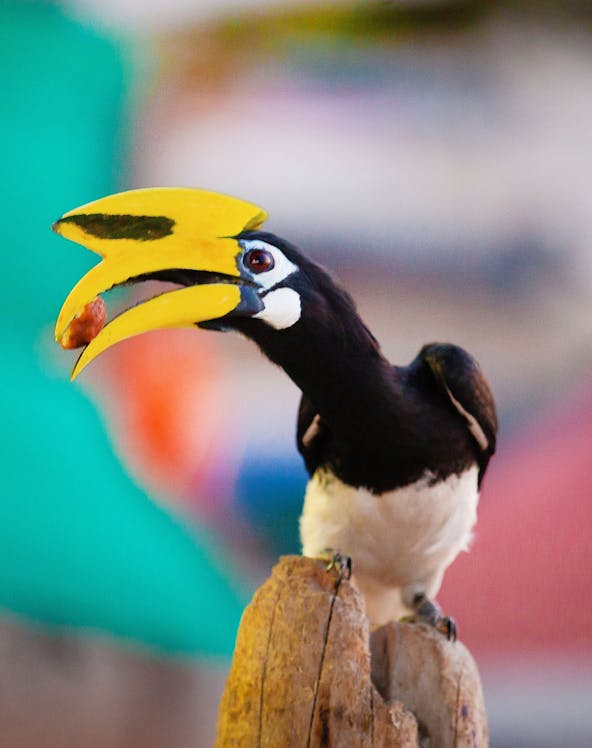 Hornbill perched on a branch at Penang Bird Park.