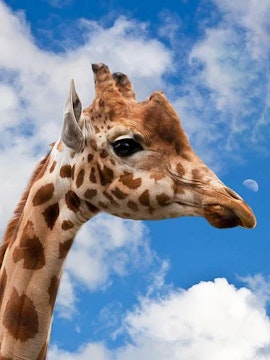 Giraffe against blue sky at Krakow Zoo.