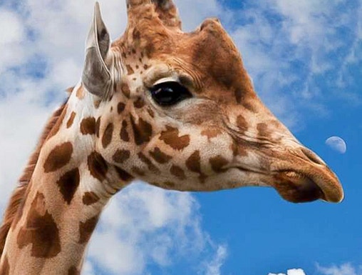 Giraffe against blue sky at Krakow Zoo.