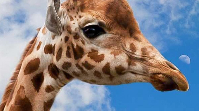 Giraffe against blue sky at Krakow Zoo.