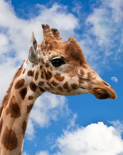 Giraffe against blue sky at Krakow Zoo.