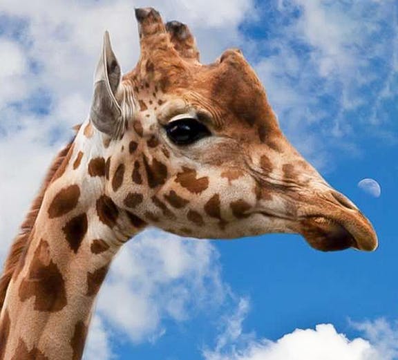 Giraffe against blue sky at Krakow Zoo.
