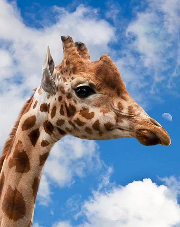 Giraffe against blue sky at Krakow Zoo.